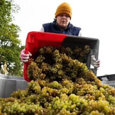 Світове виробництво вина впаде до 62-річного мінімуму в 2023 році