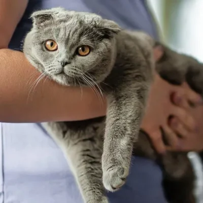 Ціни на ветеринари потрібно зробити більш зрозумілими, каже Which?