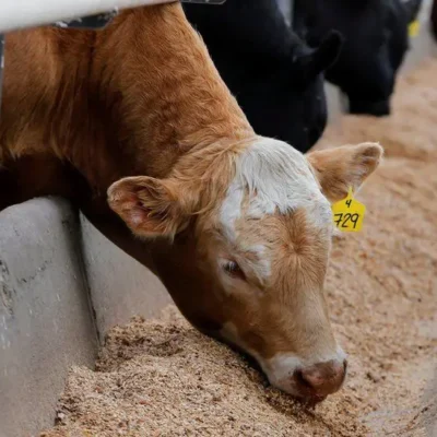 Торговий розрив між Великобританією та Канадою: що це означає для сиру, яловичини та автомобілів