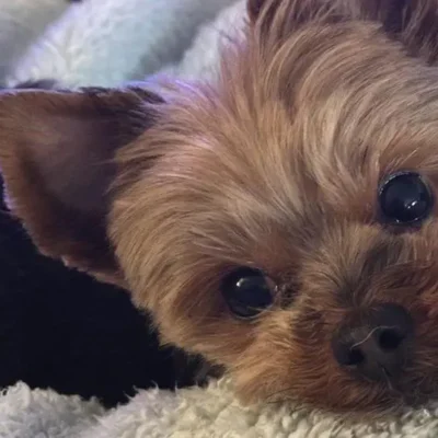 Шок сімей, оскільки вартість вивезення домашніх тварин за кордон різко зросла