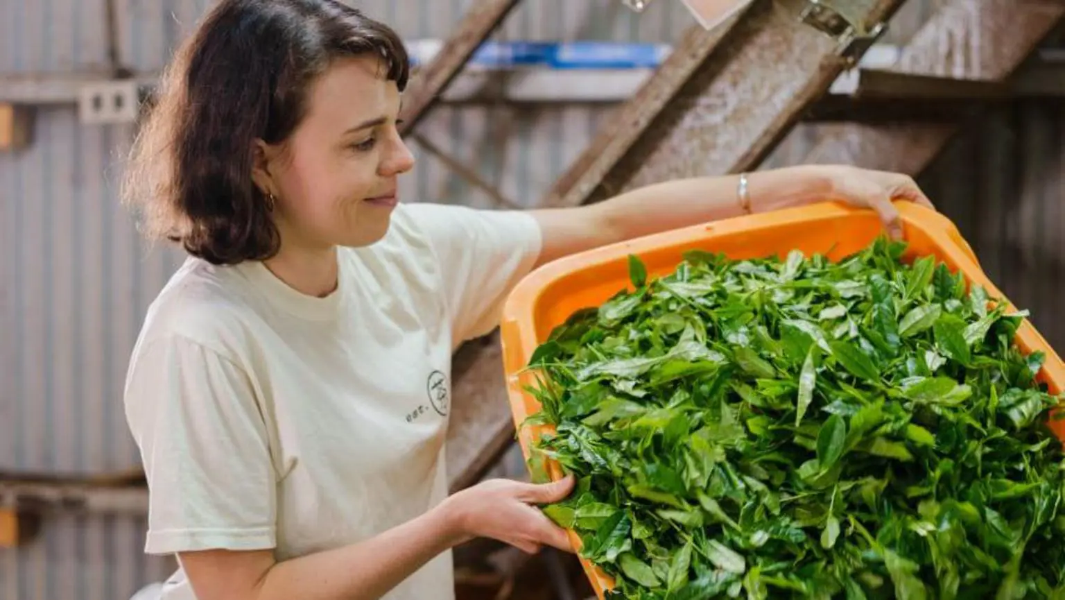 Лорен Первіс керує компанією з виробництва матчі під назвою Mizuba Tea Co