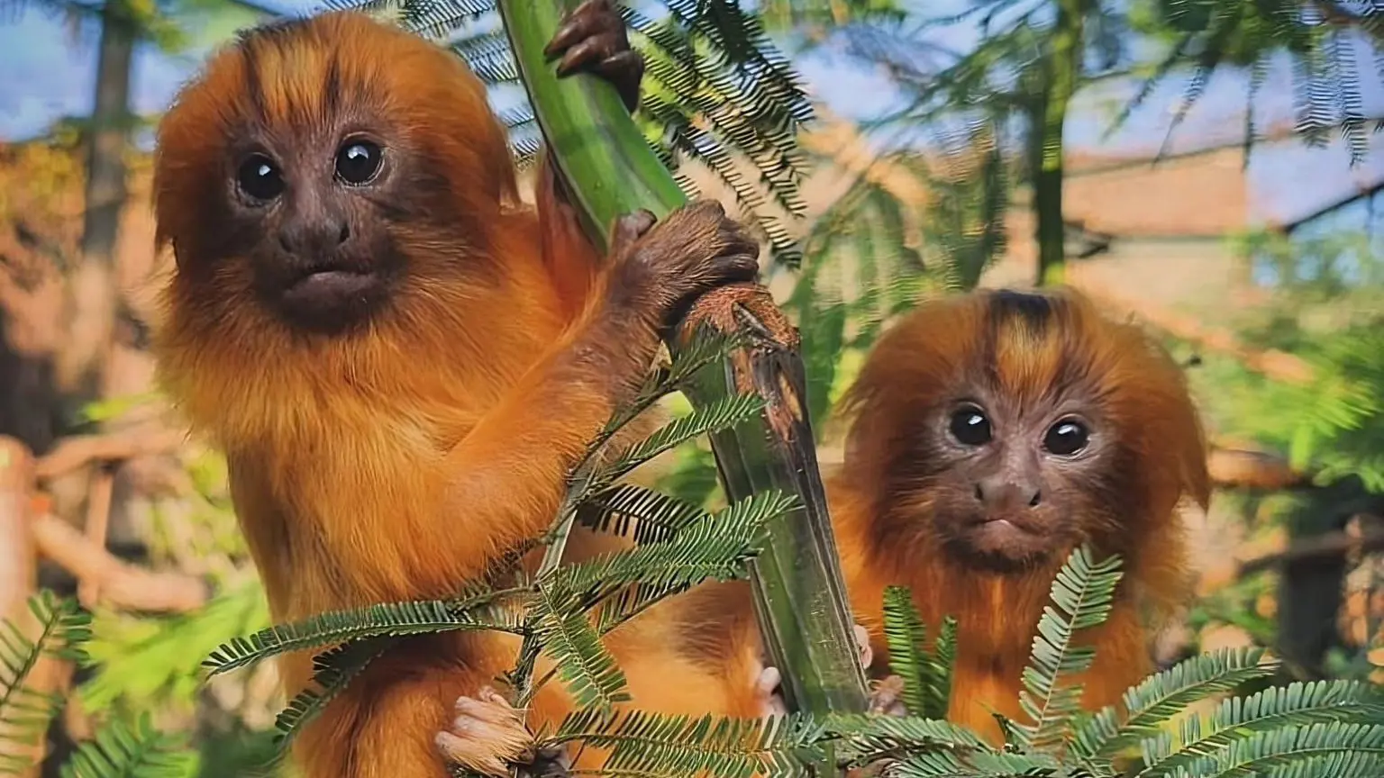 ZSL управляє Лондонським зоопарком, де на початку цього року серед новонароджених були близнюки золотого лева тамарина, і зоопарком Віпснейд у Бедфордширі
