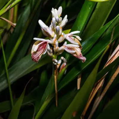 «Найвитриваліша культура»: чи можуть технології допомогти фермерам, що вирощують кардамон?