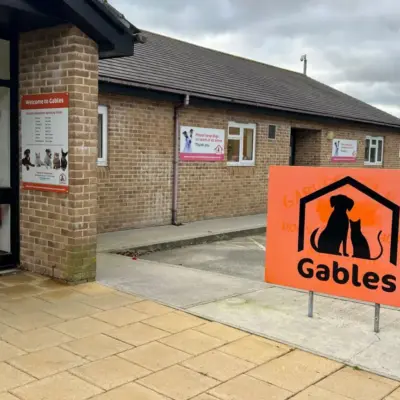 Зниження рівня усиновлення у притулку для тварин Девону