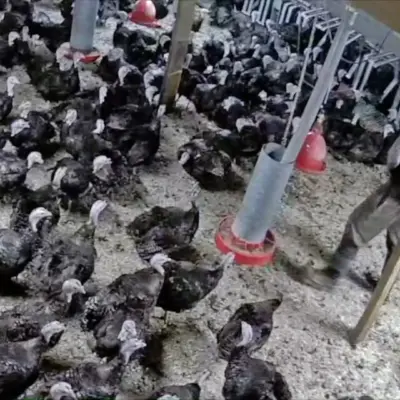 Розплідник індиків постачає продукцію магазинам класу люкс, розслідується через добробут тварин