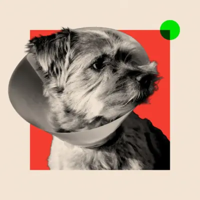 Інноваційні моделі в стилі Aldi, які можуть ось-ось сколихнути ринок ветеринарних послуг