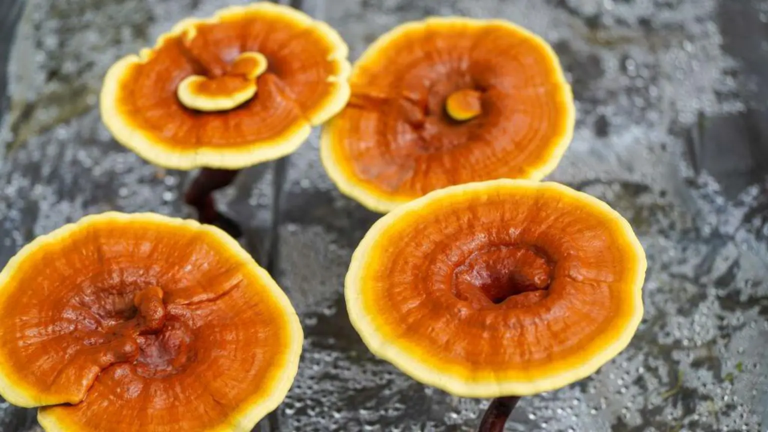 Гриби рейші використовуються в медицині в Азії протягом тисяч років