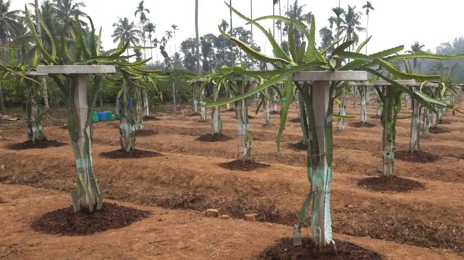 Драконовий фрукт – це плетистий кактус, що робить його незвичайним для вирощування