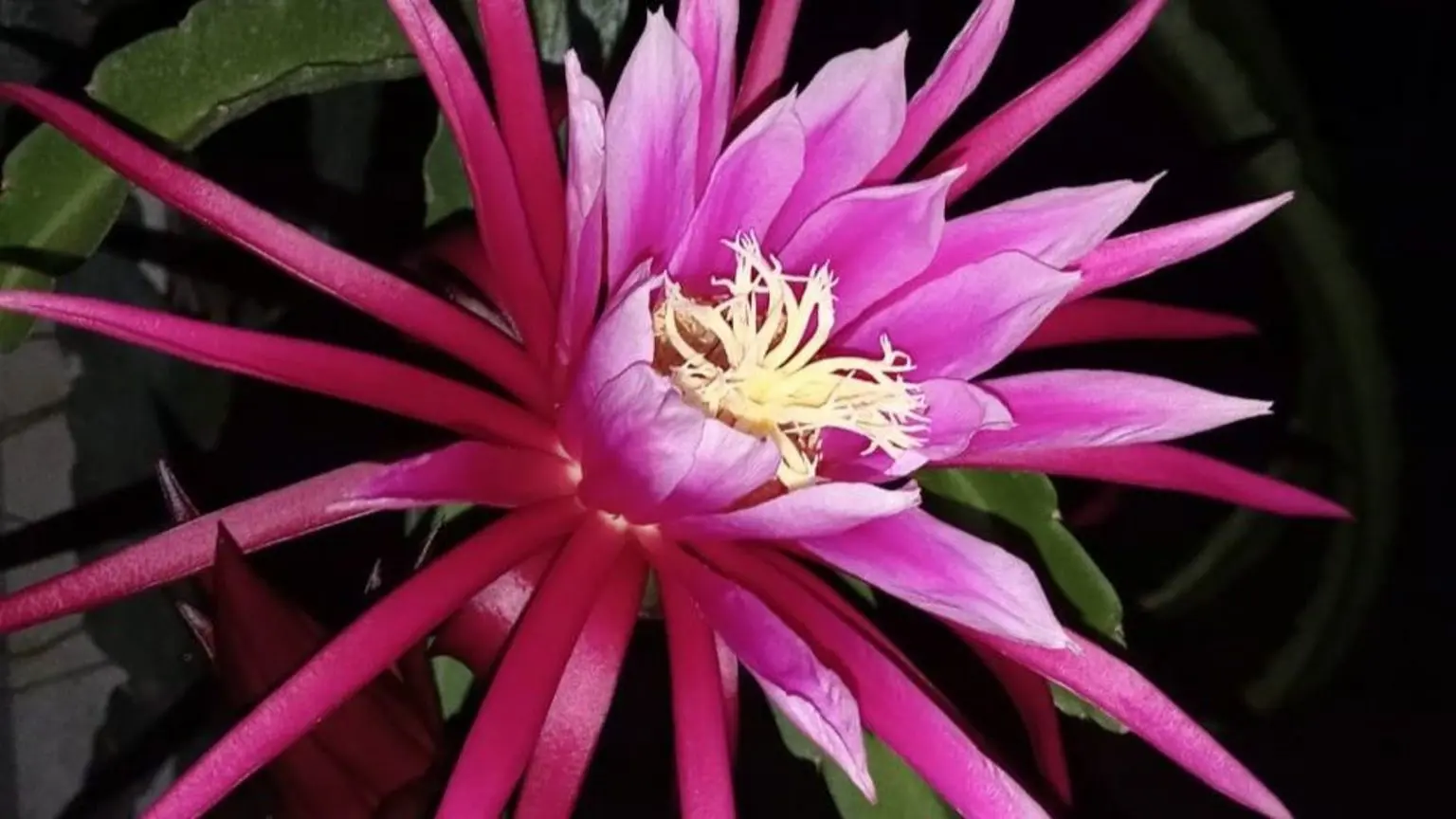 Квіти кактусів цвітуть вночі